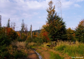 kinczyk2005z10 Między Kińczykiem a schronem nad Negrylowym, 2005 (foto: P. Szechyński)