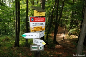 riaba2012b Jawornik, 1021 m n.p.m. (foto: P. Szechyński)