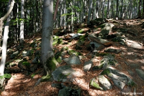 riaba2012t Okolice Czerteża, szlak (foto: P. Szechyński)