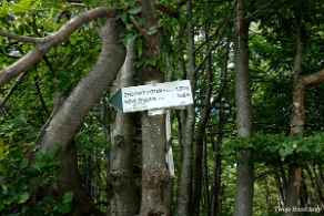 riaba2012u Czerteż, szlak na stronę słowacką (foto: P. Szechyński)