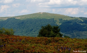 rawki2012k Szlak przez Dział z Małej Rawki do Wetliny. Na wprost Połonina Wetlińska (foto: P. Szechyński)