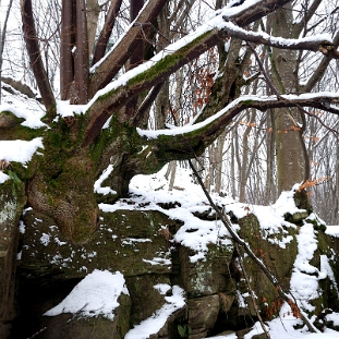 sine2010f Sine Wiry zimą, łoś (foto: P. Szechyński)