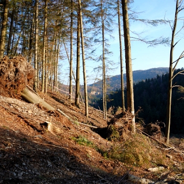 drobny2010g Rabe, kamieniołom "Drobny", górna krawędź, 2010 (foto: P. Szechyński)