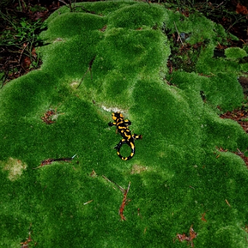 kamienna2016g Rabe, Kamienna Góra, salamandra na mchach Kamiennej (foto: P. Szechyński)