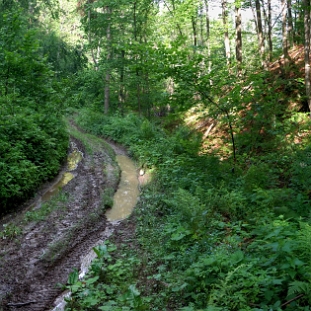 czartow2010e Droga leśna do wodospadu Czartów Młyn (foto: P. Szechyński)