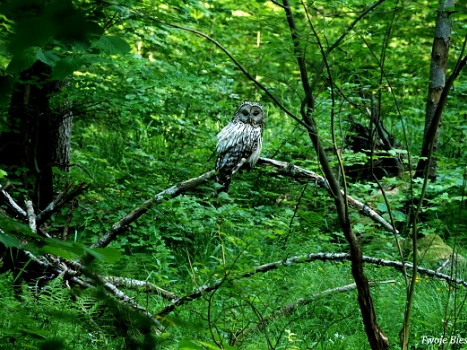 Fauna Bieszczadów czyli bieszczadzkie zwierzęta małe i duże