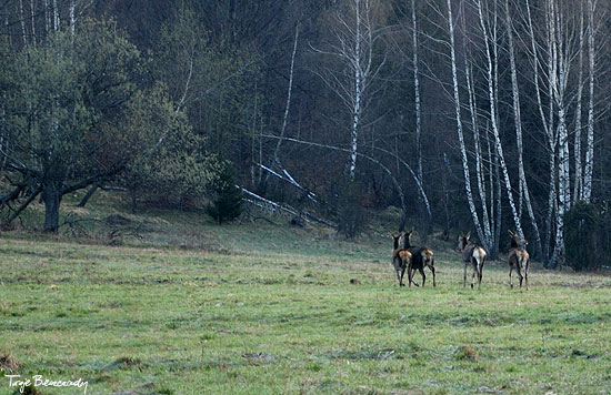 Caryńskie, jelenie