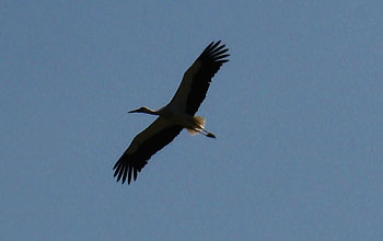 Bocian biały (Ciconia ciconia)