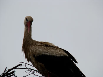 Bocian biały (Ciconia ciconia)