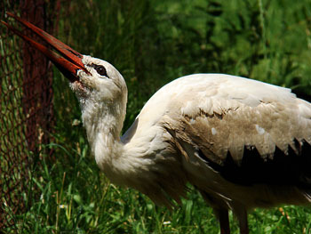 Bocian biały (Ciconia ciconia)