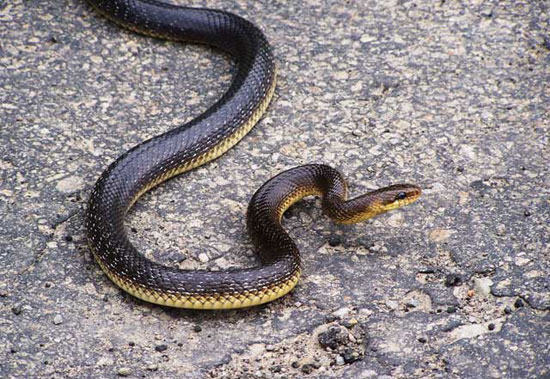 Wąż Eskulapa