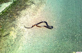 Węże Eskulapa czasem można spotkać na drogach