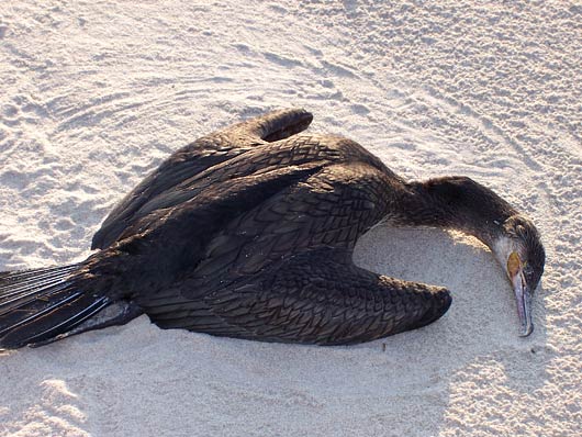 Kormoran czarny