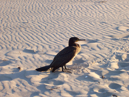 Kormoran czarny