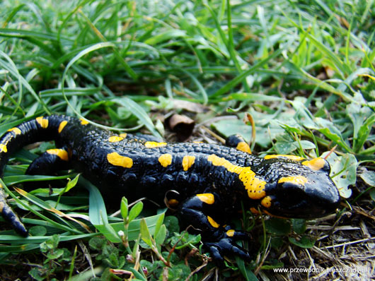 Salamandra plamista