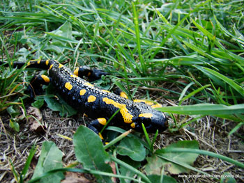 Salamandra plamista