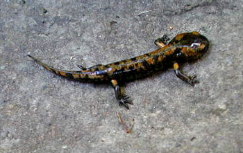 Młoda salamandra plamista