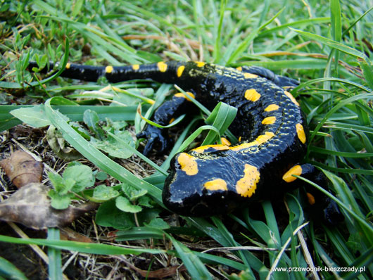 Salamandra plamista