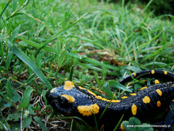 Salamandra plamista