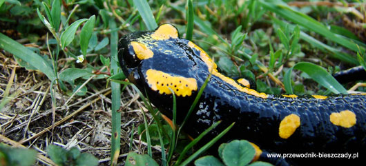 Salamandra plamista