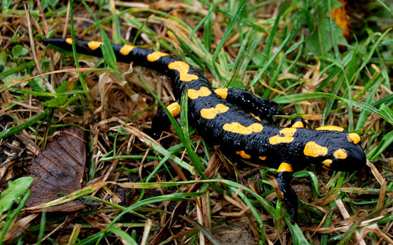 Salamandra plamista