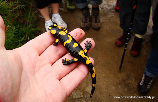 Salamandra plamista