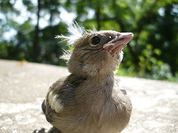 Zięba Fringilla coelebs