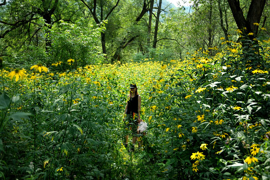 rudbekia naga