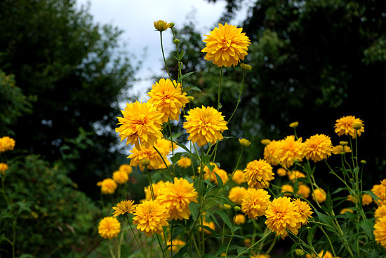 rudbekia naga o pełnych kwiatach