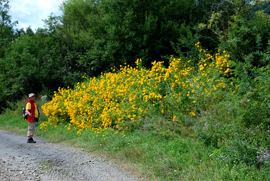 rudbekia naga