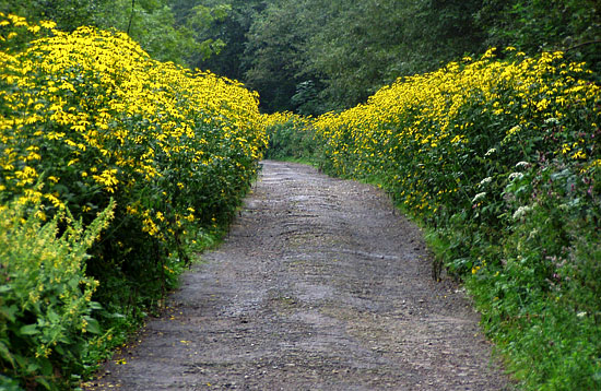 rudbekia naga