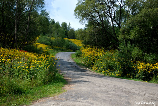 rudbekia