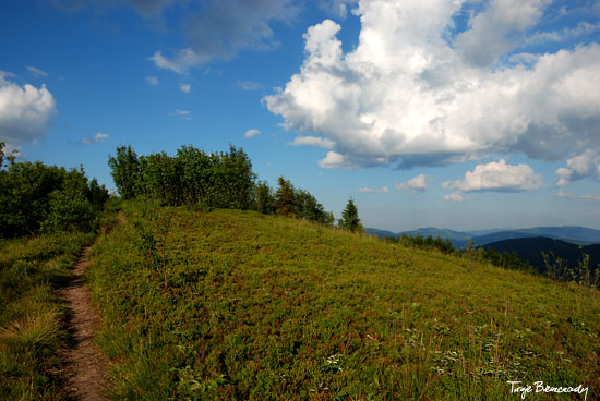 Jasło