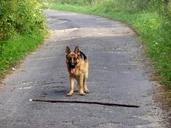 Brus, owczarek niemiecki. Bieszczady z psem