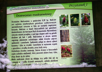 drzewostan modrzewiowy