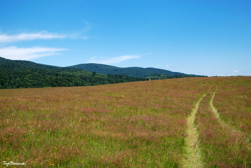 ��ki mi�dzy Wol� Michow� a Maniowem