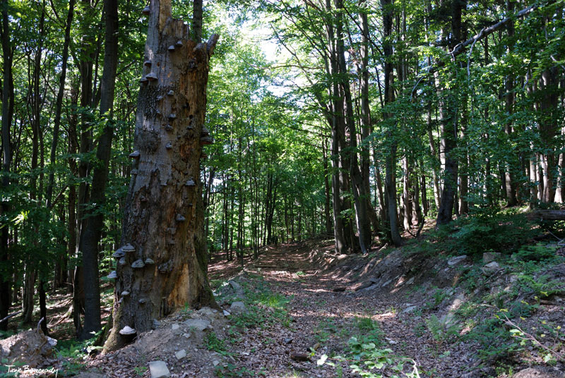 Do wierzcho�ka Kr�glicy w prawo