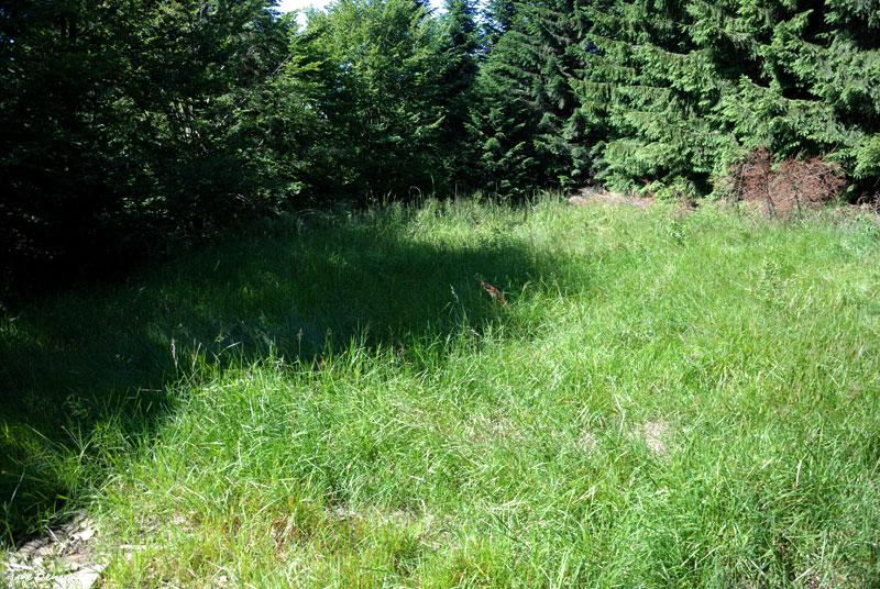 Kr�glica - polanka na szczycie