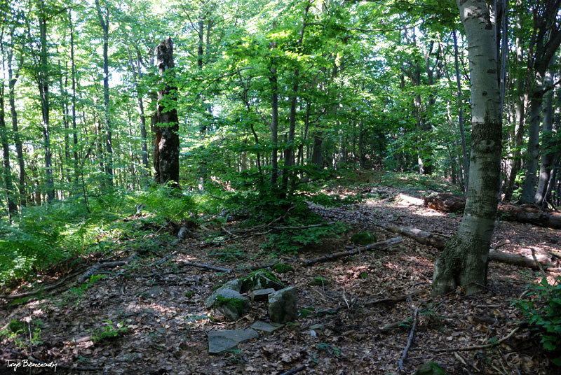 Kr�glica, ni�szy grzbiecik