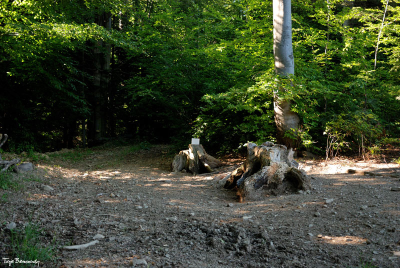 lizawki pod Kr�glic�