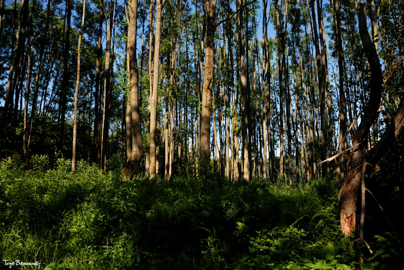 Las pod Kr�glic�