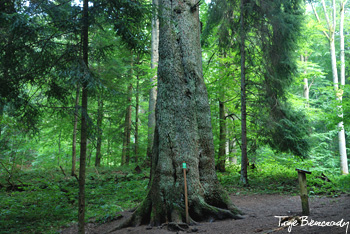 jodła Lasumiła