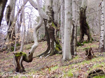 Łopiennik
