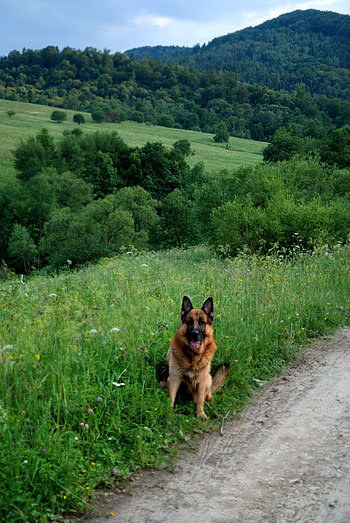 Bieszczady z psem, Radziejowa