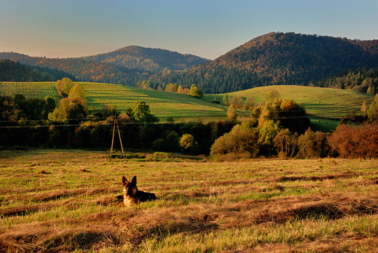 Bieszczady z psem, Diego w Kołonicach