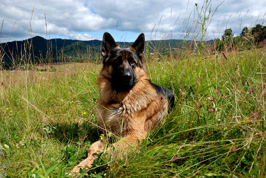 Bieszczady z psem, Diego na łąkach Tworylnego