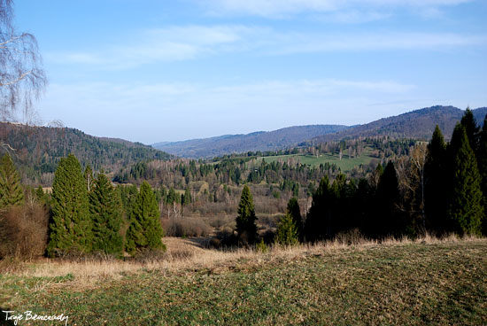 Dwerniczek ze ścieżki przyrodniczej