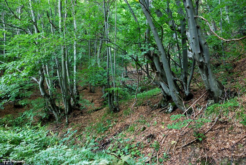 Prze��cz nad Roztokami - Rusk�