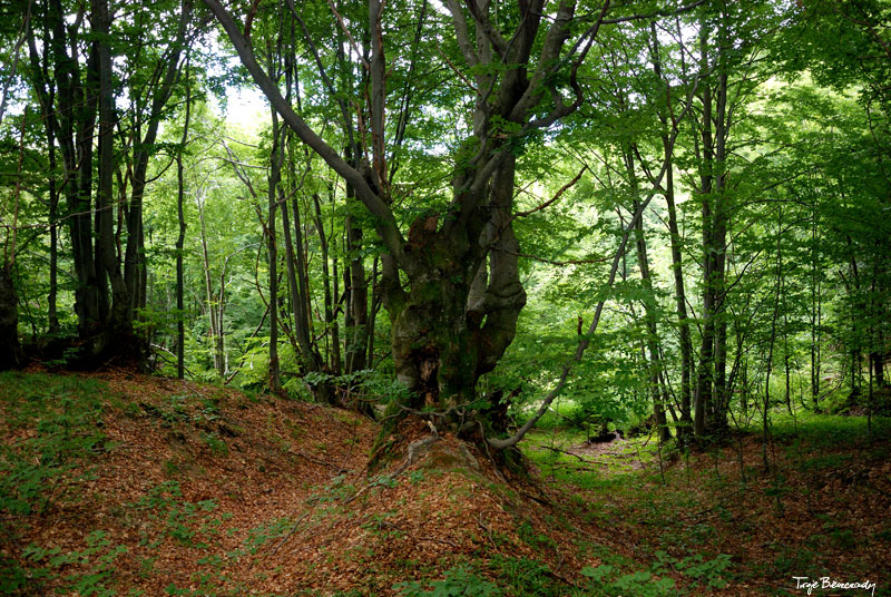 Prze��cz nad Roztokami - Rusk�