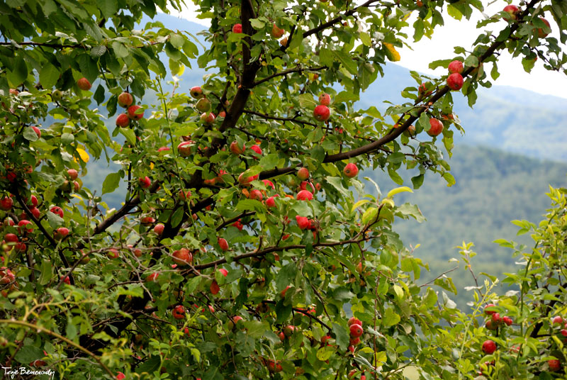 Prze��cz nad Roztokami - Rusk�